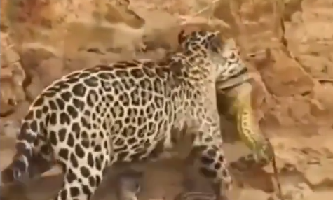 Momento exato do ataque da onça contra a sucuri