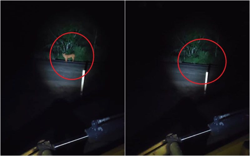 onça-parda em rodovia