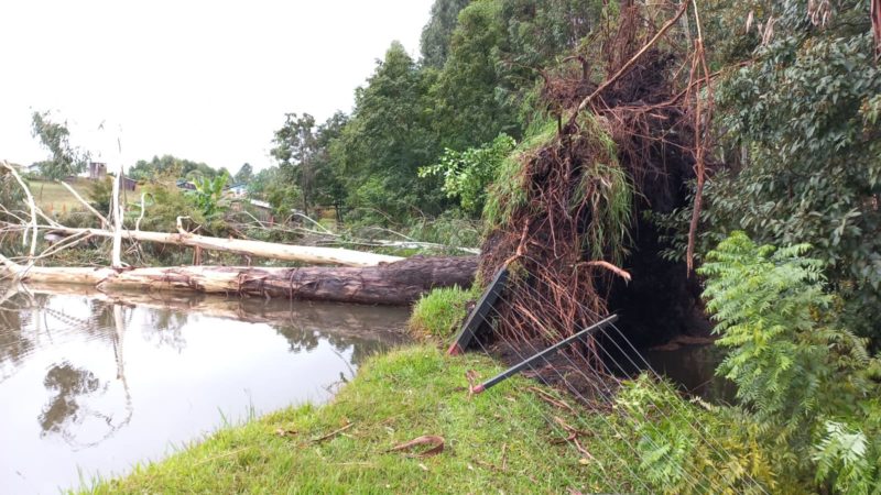 Árvore arrancada em Palma Sola – Foto: Prefeitura de Palma Sola/ND