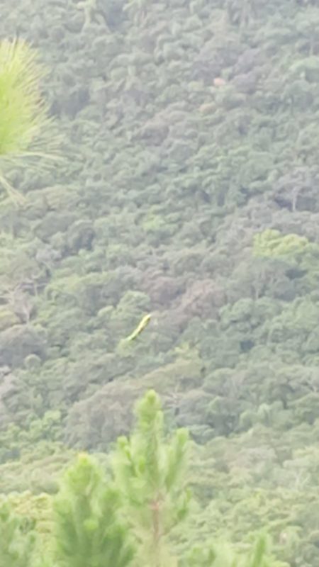 Homem ficou preso &agrave;s &aacute;rvores e foi resgatado pelo helic&oacute;ptero Arcanjo 01 – Foto: Corpo de Bombeiros/Divulga&ccedil;&atilde;o/ND