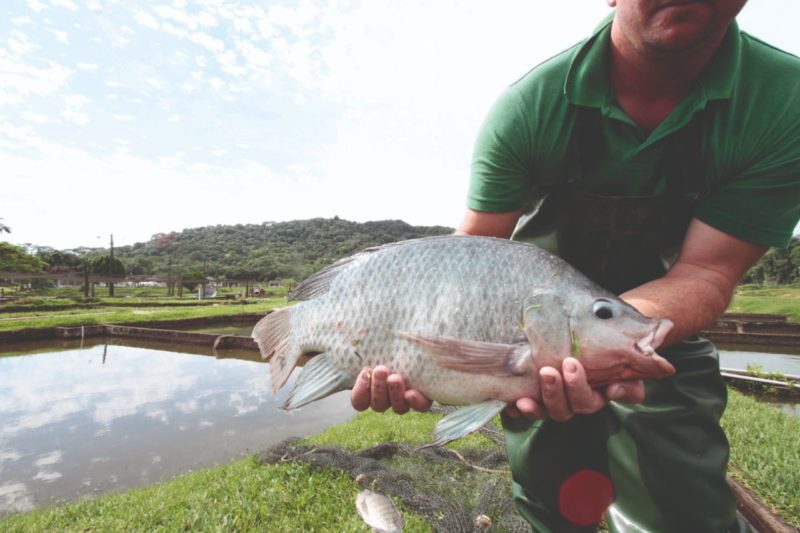 Joinville ter&aacute; feira do peixe vivo com venda de til&aacute;pias – Foto: Prefeitura de Joinville/Divulga&ccedil;&atilde;o