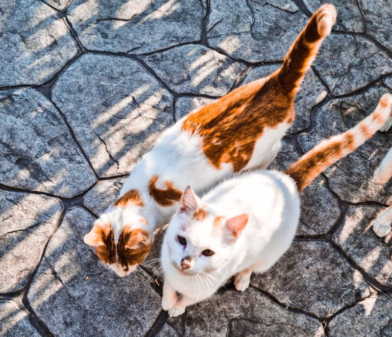 C&atilde;es e gatos abandonados representam risco ao bem-estar tanto dos pr&oacute;prios animais quanto dos seres humanos – Foto: Eftychia Syrimi/Pexels/Reprodu&ccedil;&atilde;o/ND