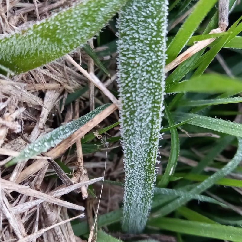Em Chapec&oacute;, a temperatura m&iacute;nima registrada foi de 9,1 &deg;C – Foto: Piter Scheuer/ND