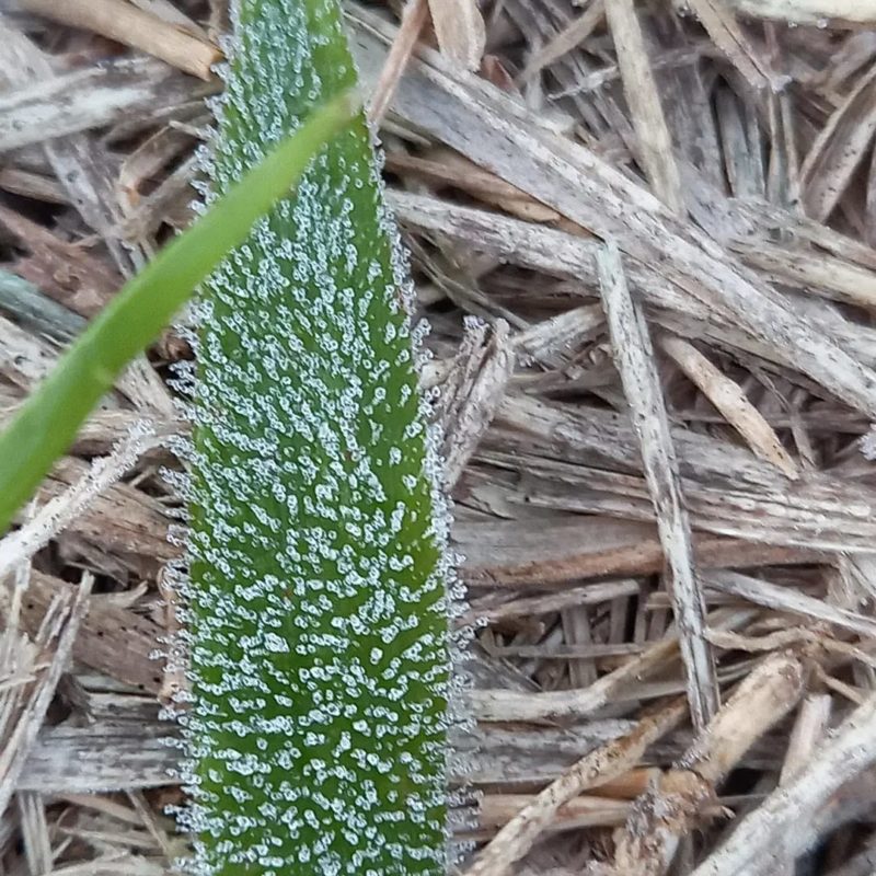 Temperaturas m&iacute;nimas de 3,9 &deg;C na linha Siqueira, no interior de Guatambu, a 5 km de Chapec&oacute;, possibilitaram a forma&ccedil;&atilde;o do fen&ocirc;meno – Foto: Piter Scheuer/ND