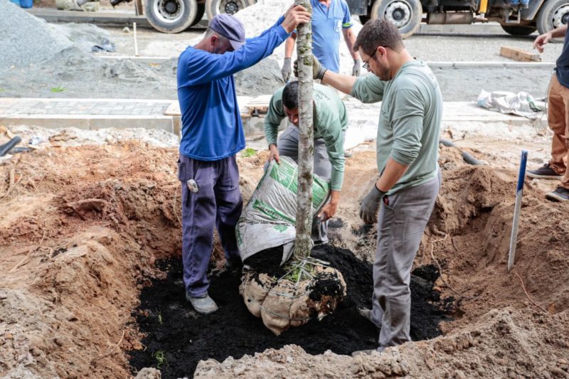 árvores são plantadas