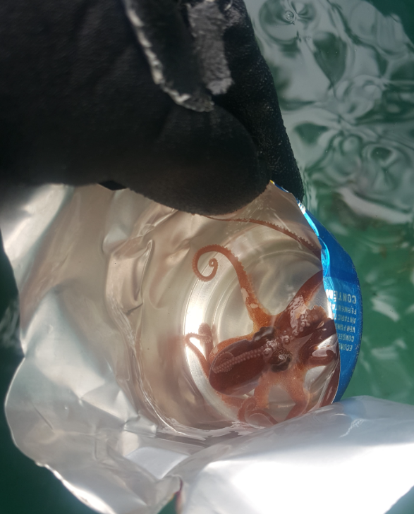 Polvo pigmeu foi encontrado utilizando lixo no Rio de Janeiro – Foto: Ed Bastos/UFSC/ND