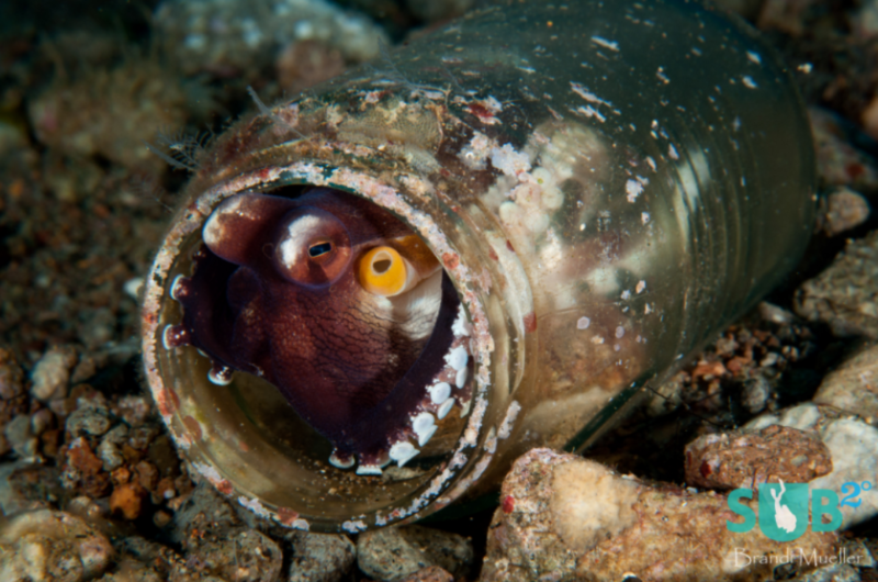 Polvo de espécie não identificada usando um pote vidro como abrigo nas Filipinas – Foto: Brandi Mueller/UFSC/ND