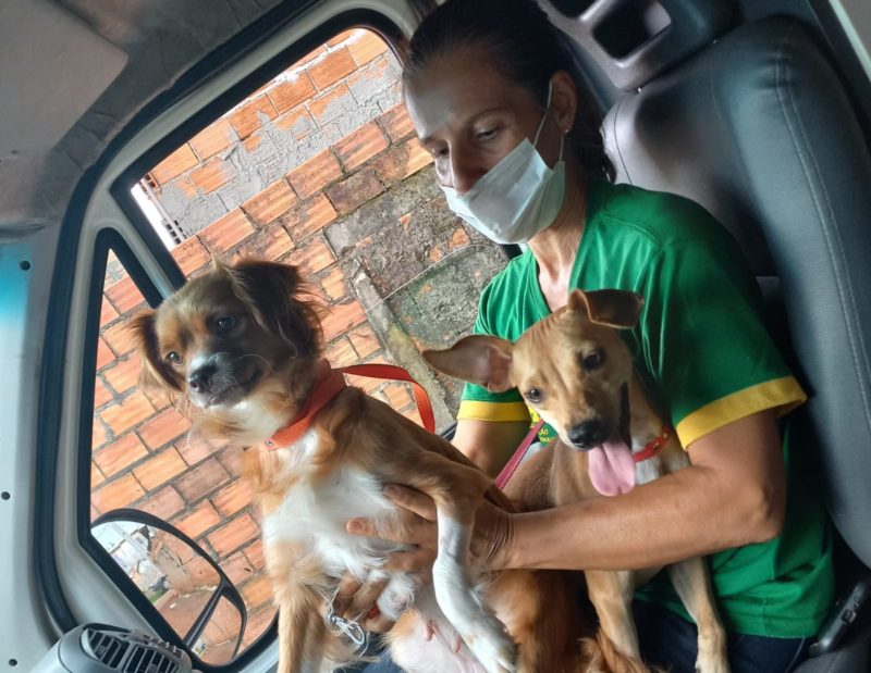 C&atilde;es e gatos foram castrados no per&iacute;odo de dezembro a mar&ccedil;o. – Foto: Prefeitura/Divulga&ccedil;&atilde;o/ND