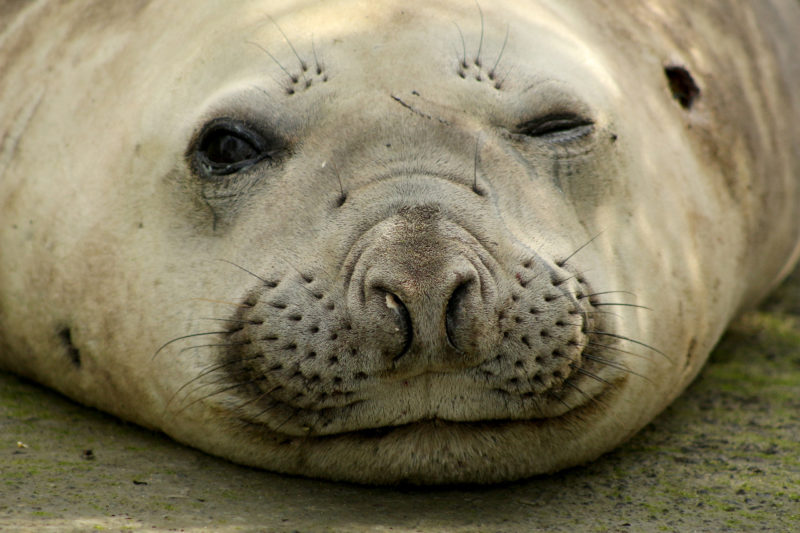Elefante-marinho descansando em praia de S&atilde;o Jos&eacute; – Foto: R3 Animal/Divulga&ccedil;&atilde;o/ND