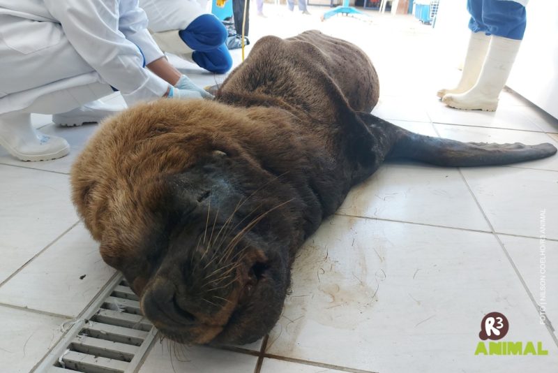 Leão-marinho foi encontrado debilitado em abril de 2021 e morreu no dia seguinte – Foto: R3/Divulgação/ND