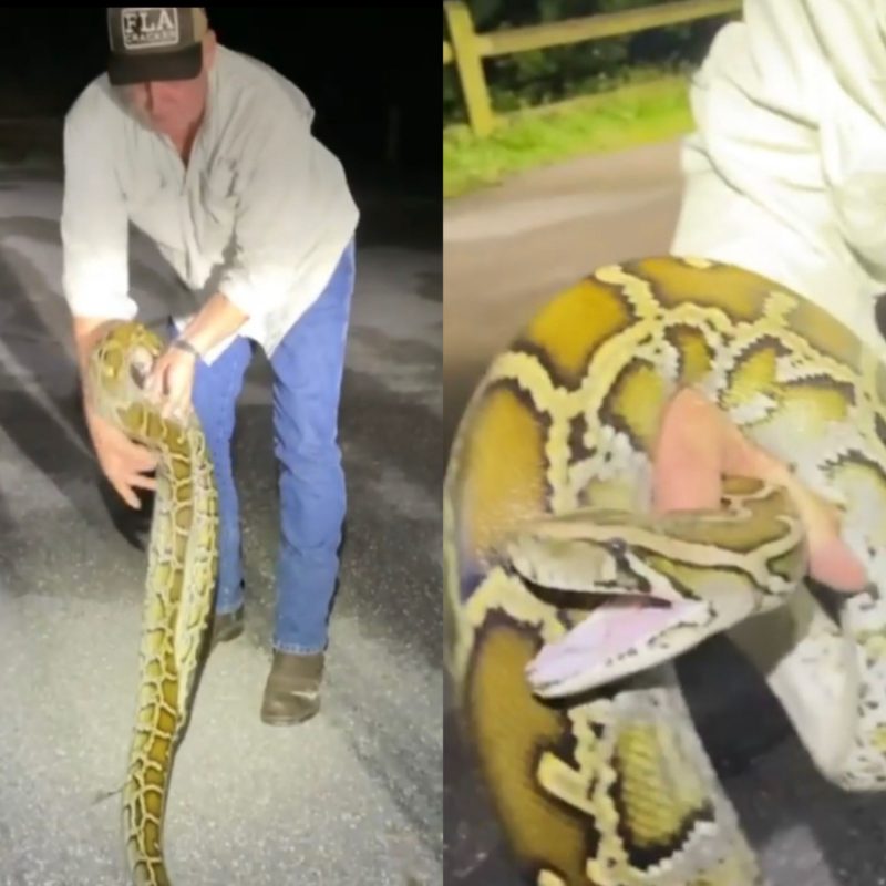 Os caçadores de cobras dos EUA que lutam contra pítons gigantes