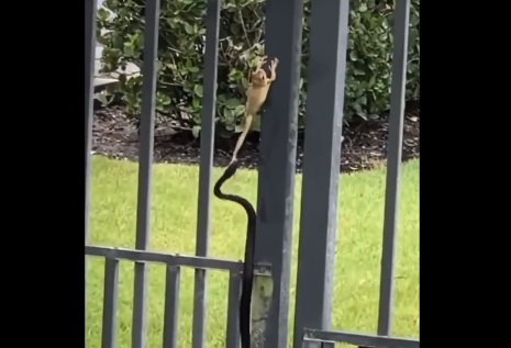 Perereca &eacute; atacada por cobra preta e escapa – Foto: Reprodu&ccedil;&atilde;o/Internet/ND