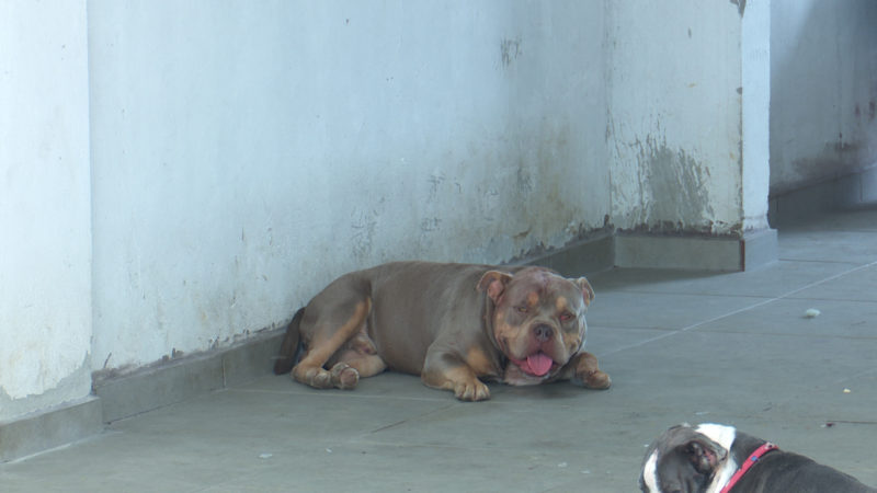 C&atilde;o atacou idosa de 67 anos e causou lacera&ccedil;&atilde;o grave na perna – Foto: NDTV/Tribuna do Povo