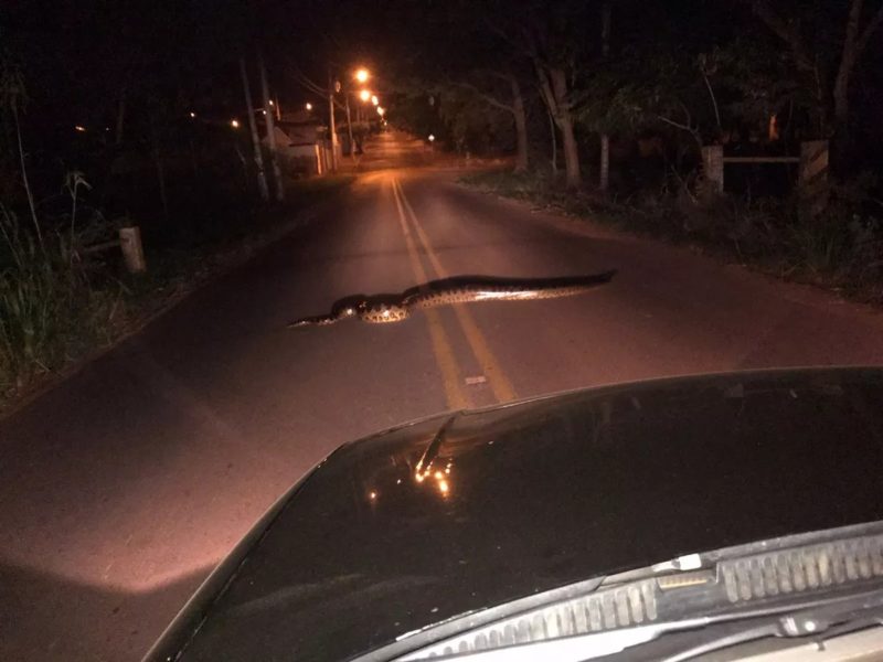 Motorista flagra sucuri atravessando avenida em It&aacute;polis – Foto: Edvaldo Ant&ocirc;nio Pereira /Arquivo Pessoal/ND