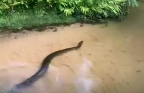 Aparição de sucuri em fazenda assustou funcionários