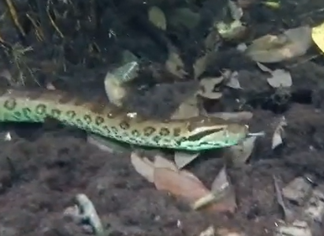 Registro raro de sucuri em rio cristalino 