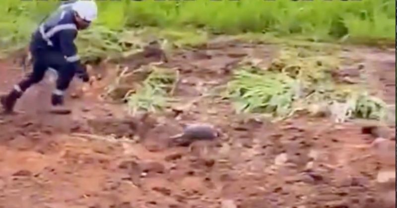 Tatu escapou at&eacute; do mergulho &agrave; la Taffarel de um oper&aacute;rio – Foto: Reprodu&ccedil;&atilde;o