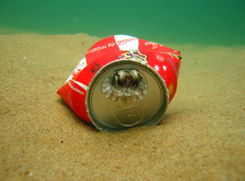 Imagem de pesquisa mostra polvo dentro de uma lata no oceano