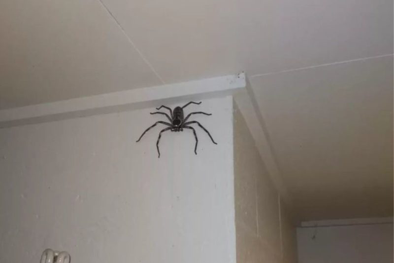 Charlotte foi adotada pela família Gray e nova foto publicada nas redes sociais mostra o tamanho da aranha de &#8220;estimação&#8221; &#8211; Foto: Reprodução/Twitter