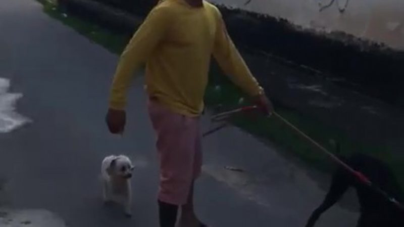 Homem permite que cachorro mate gato e diz ser &ldquo;instinto&rdquo; do animal &mdash; Reprodu&ccedil;&atilde;o/ND