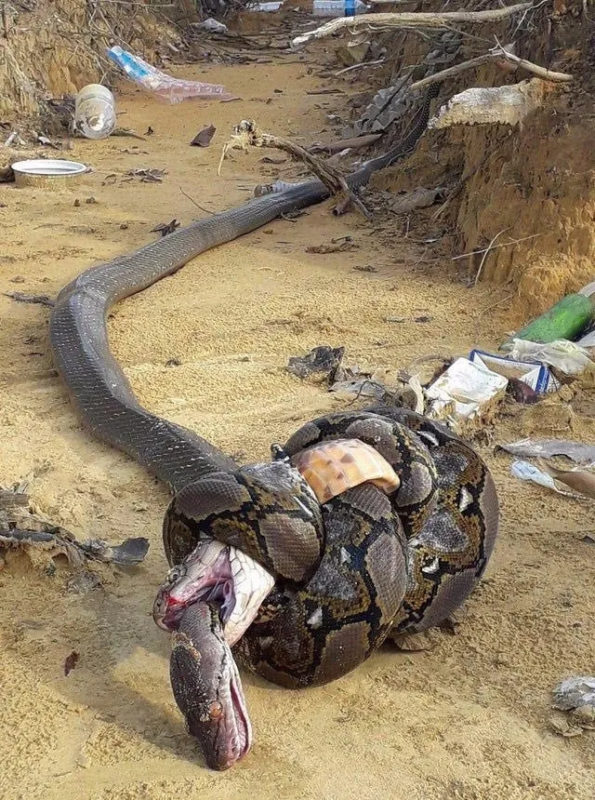 Momento do encontro fatal entre as duas cobras &#8211; Foto: Internet