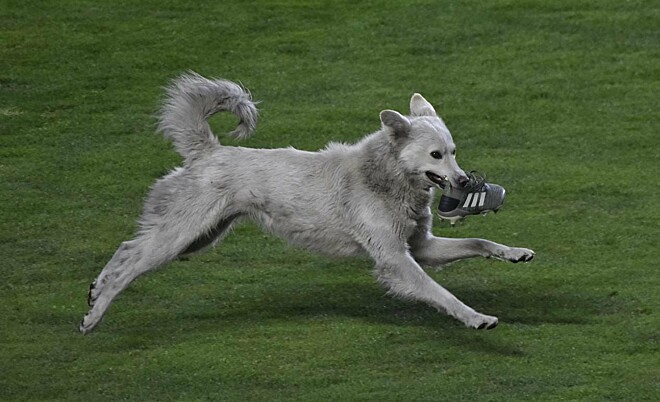 Cachorro invade campo e rouba bola durante jogo de futebol no México