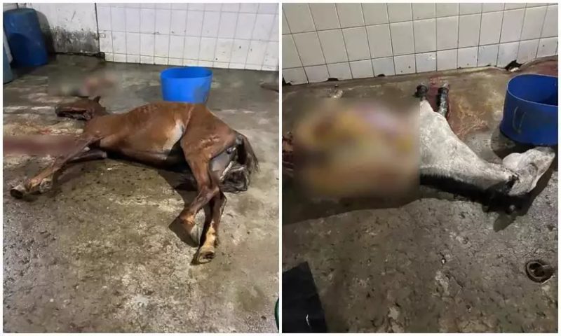 A Gazeta  Abatedouro clandestino vendia carne de cavalo como se fosse de  boi no ES