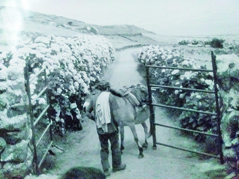 Antiga estrada rural da ilha do Corvo – Foto: Reprodu&ccedil;&atilde;o/ND