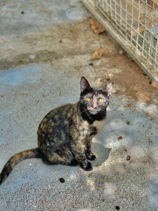 Alguém quer conhecer a gata Aparecida? &#8211; Foto: PMF/Divulgação/ND