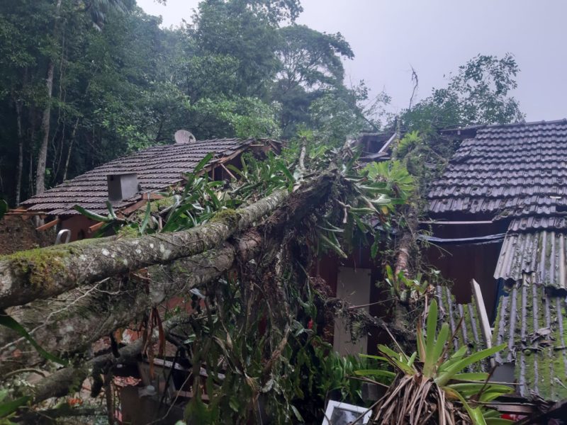 &Eacute; a segunda &aacute;rvore que cai sobre a casa em dois anos – Foto: Thiago Bonin/NDTV