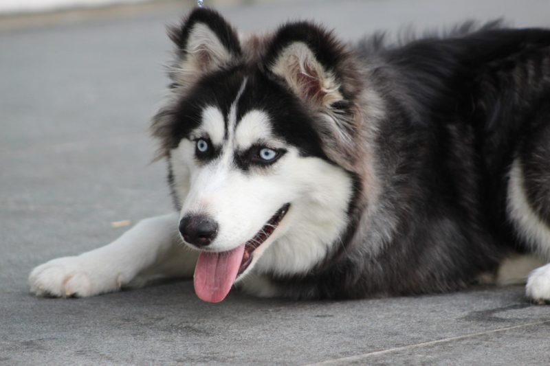 husky siberiano