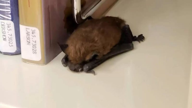 Bibliotec&aacute;ria encontra animal inusitado dormindo enrolado com livros – Foto: Internet/ND