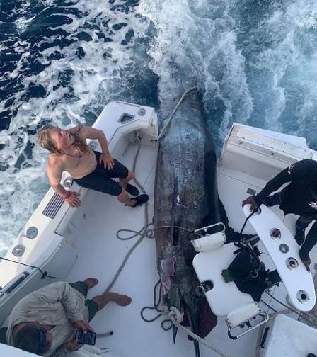 Marlin-Azul foi capturado em Cabo Verde, na África &#8211; Foto: Reprodução/Internet/ND