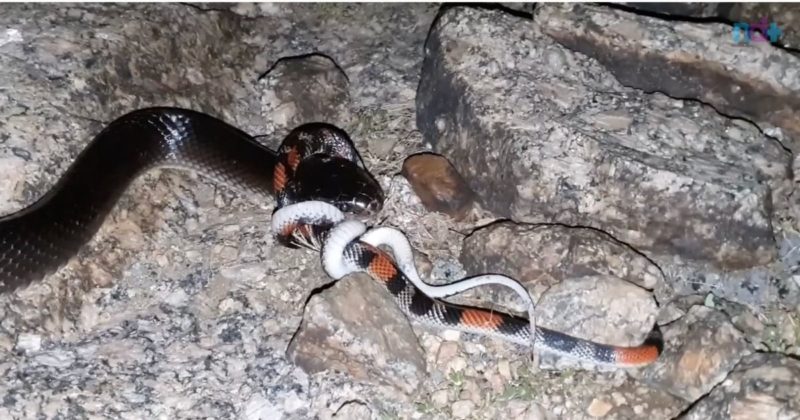 Boiruna sertaneja ou muçurana lambe o chão até encontrar vítima – Foto: Reprodução