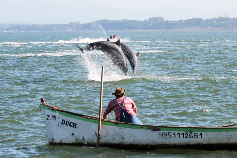 Na imagem aparecem dois golfinhos no mar e um pescador no barco