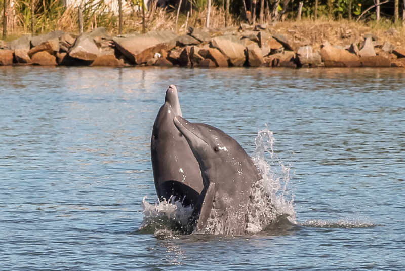Imagens de dois botos pulando no mar, para fazer referência ao fato de que esses animais são patrimônios históricos em laguna 