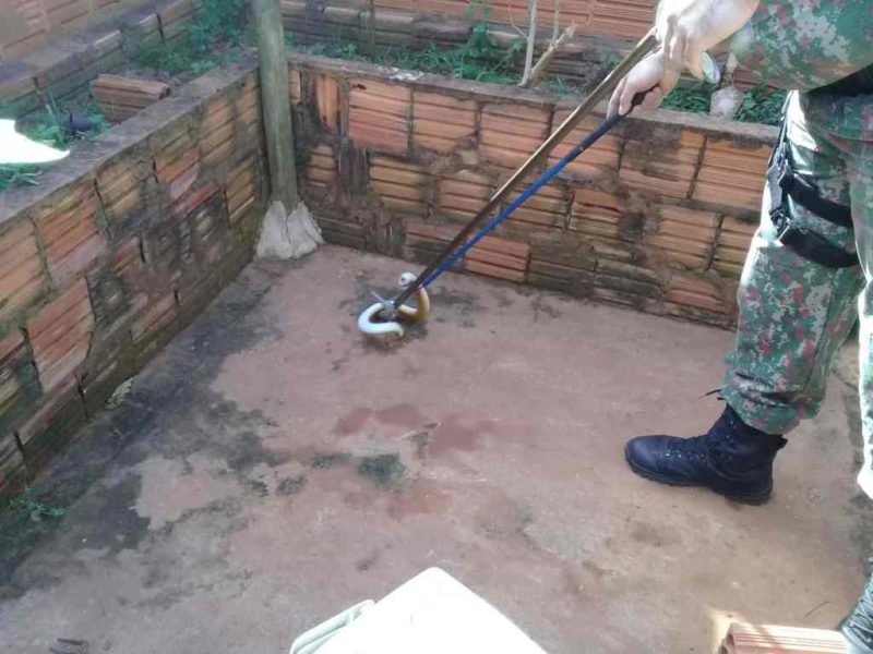Mulher se depara com cobra-de-duas-cabe&ccedil;as ao sair no quintal e aciona a pol&iacute;cia em Campo Grande – Foto: PMA/ND