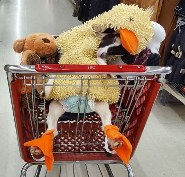 Cabra se fantasia de parto para se acalmar – Foto: Reprodu&ccedil;&atilde;o Leanne Lauricella/Divulga&ccedil;&atilde;o ND