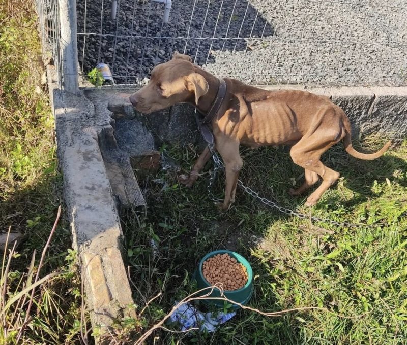 Pitbull e filhotes em situa&ccedil;&atilde;o de maus-tratos s&atilde;o resgatados no Sul de SC – Foto: PCSC/Divulga&ccedil;&atilde;/ND