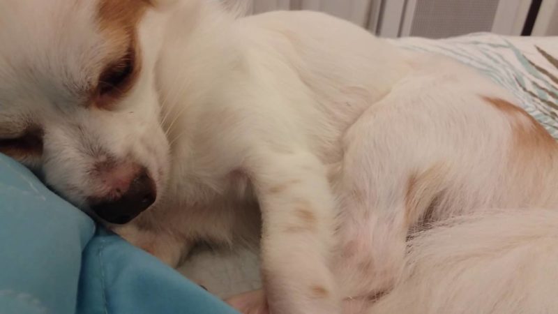 Homem culpa nome do cachorro pelo fim do relacionamento amoroso – Foto: Internet/ND