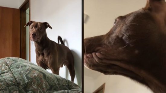 Cão caramelo adora ficar de rosto colado com amigo cavalo e vídeos fazem  sucesso online