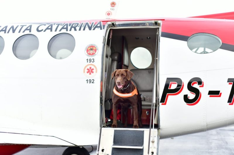 C&atilde;es v&atilde;o auxiliar nas buscas por desaparecidos em Pernambuco – Foto: CBMSC/Divulga&ccedil;&atilde;o/ND