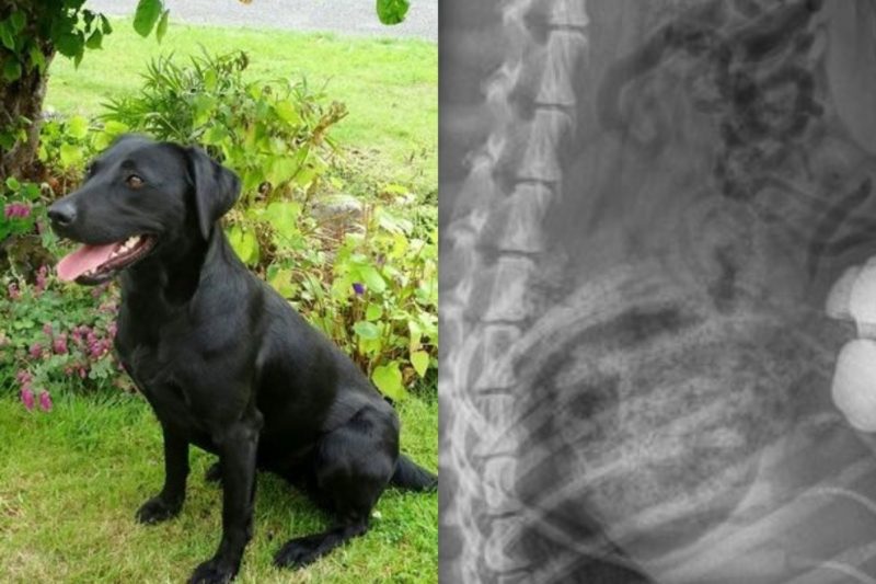 Tutores tiveram surpresa ao descobrir motivo do mal-estar da cadela – Foto: Divulga&ccedil;&atilde;o/Stoke Sentinel