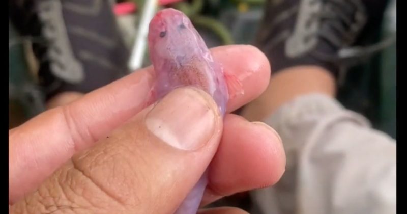 Candiru virou infesta&ccedil;&atilde;o no Rio Madeira, segundo constatou pescador da regi&atilde;o – Foto: Reprodu&ccedil;&atilde;o