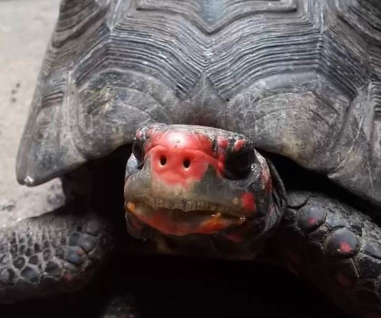 Perda de tartaruga de estima&ccedil;&atilde;o teve reviravolta surpreendente – Foto: The Dodo/Reprodu&ccedil;&atilde;o/ND