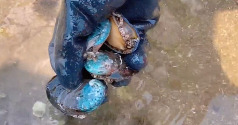 Catadora encontra verdadeiras preciosidades na mar&eacute; baixa e mostra em v&iacute;deo no Youtube – Foto: Reprodu&ccedil;&atilde;o