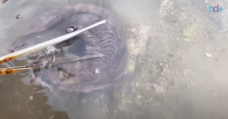 Peixe estranho encontrado pela catadora chinesa na verdade n&atilde;o era um peixe – Foto: Reprodu&ccedil;&atilde;o