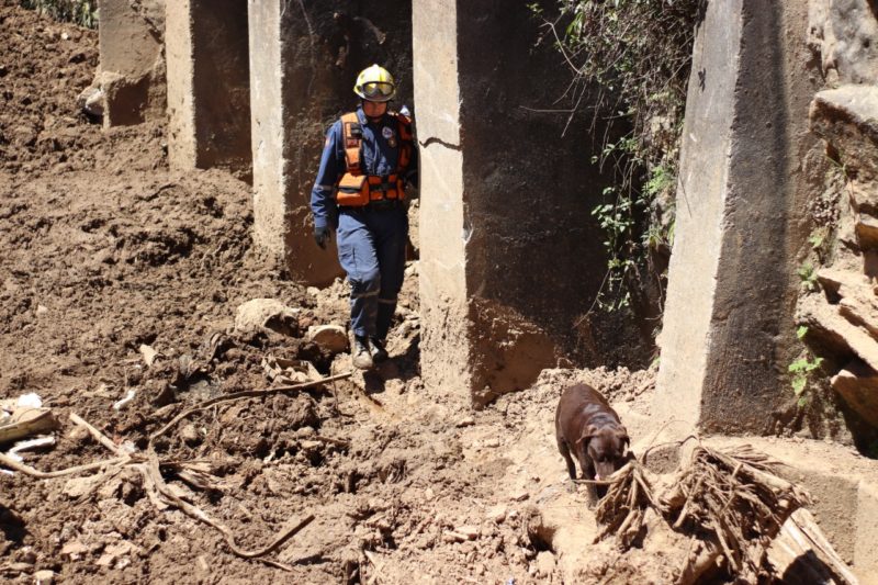 Equipe da CBMSC junto com c&atilde;es v&atilde;o a Pernambuco para auxiliar no resgate – Foto: CBMSC/Divulga&ccedil;&atilde;o/ND