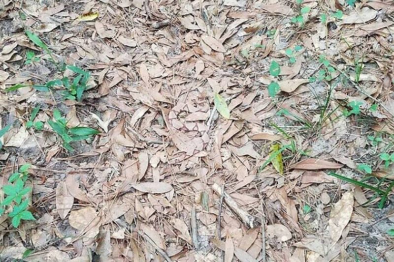 Voc&ecirc; consegue ver a cobra? O desafio tomou conta da internet nesta semana – Foto: Internet