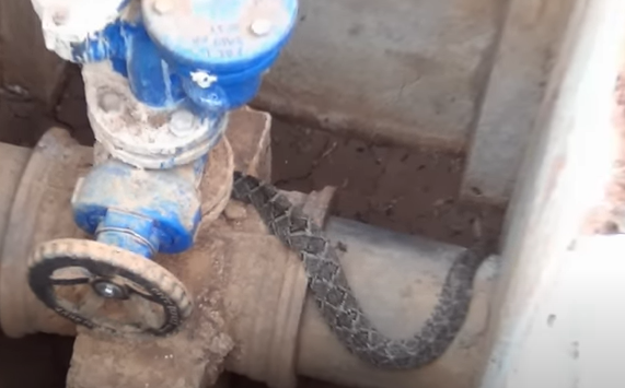 Cobra estava há quase 100 dias sem alimento e água